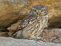 142 - LITTLE OWL 2 - EAST JOHN R. - cyprus